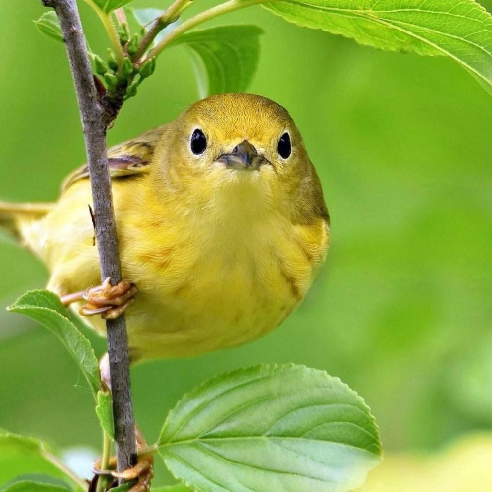 Meet your Posher, Zoe